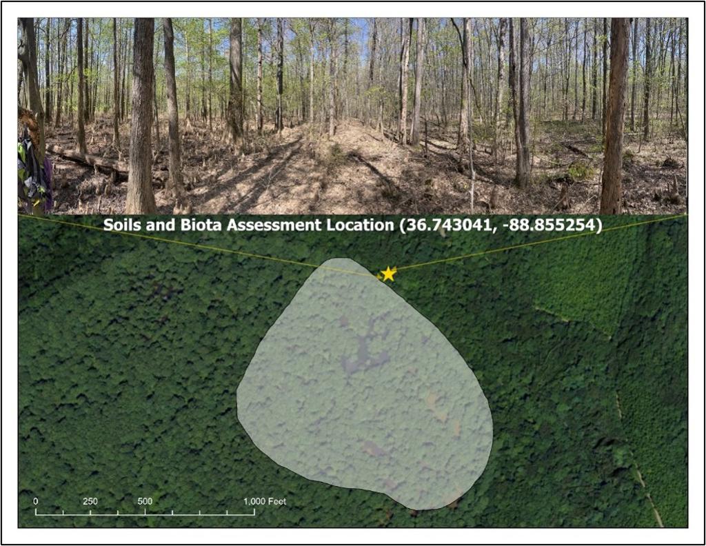 Panoramic biota assessment photo from Murphy's Pond