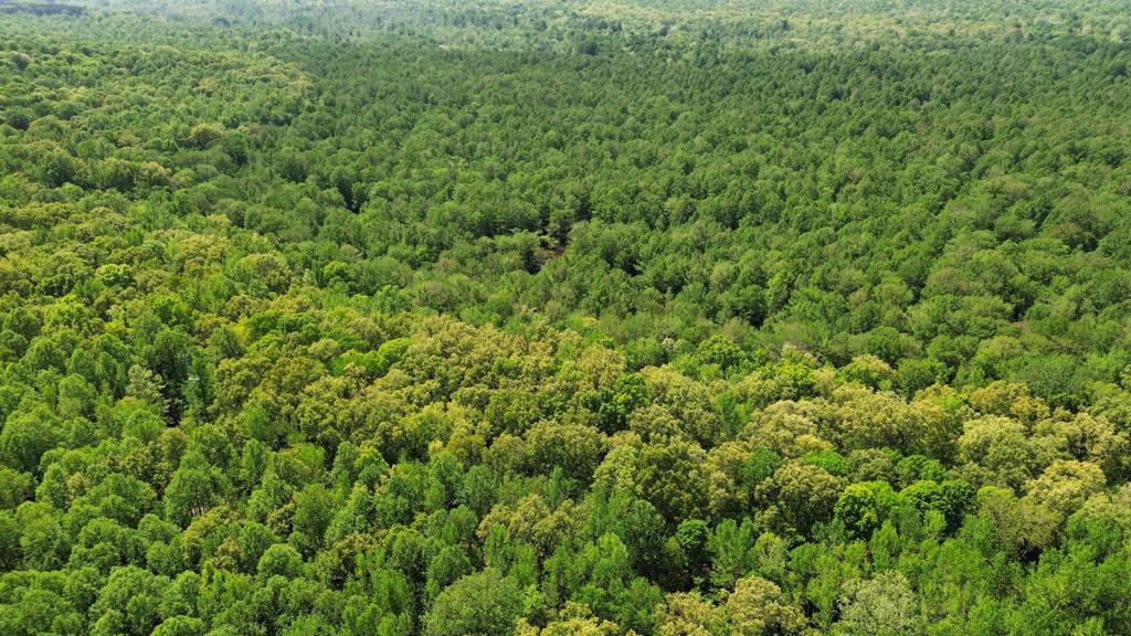 Drone photo of Murphy's Pond wetland