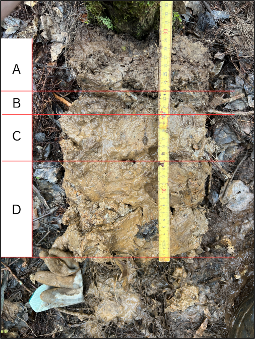Hydric soil profile from Murphy's Pond wetland assessment