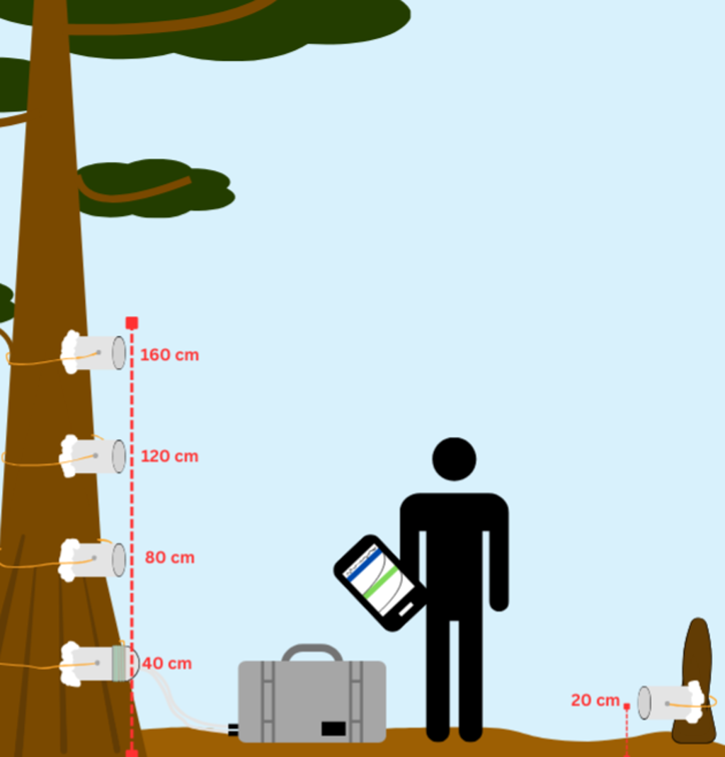 Field setup diagram for stem and knee methane flux sampling