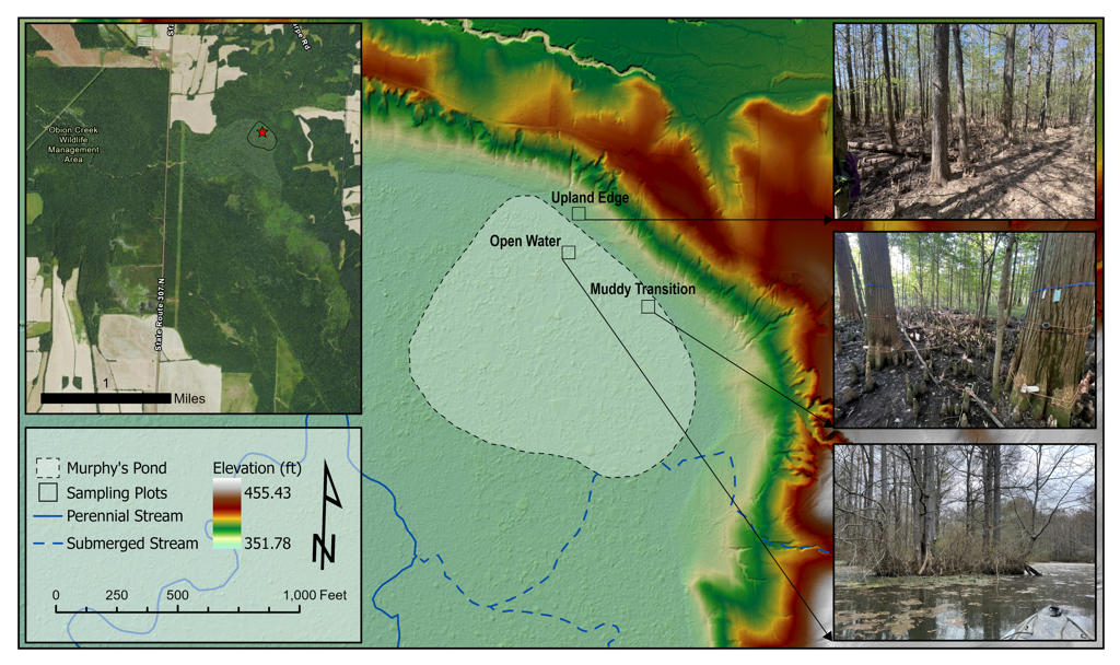 Study area map of Murphy's Pond stem methane sampling plots